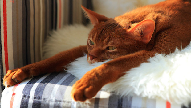 abyssinian