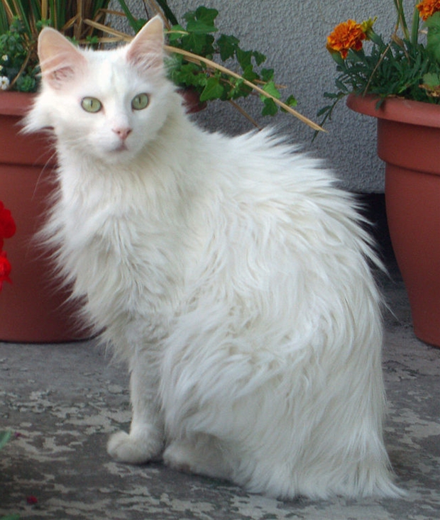 angora