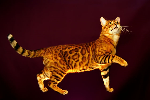 bengal