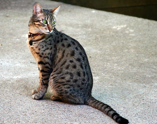 egyptian_Mau