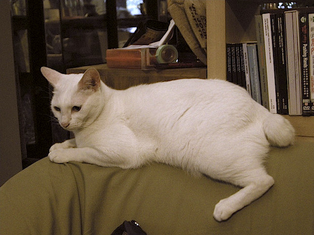 japanese_bobtail