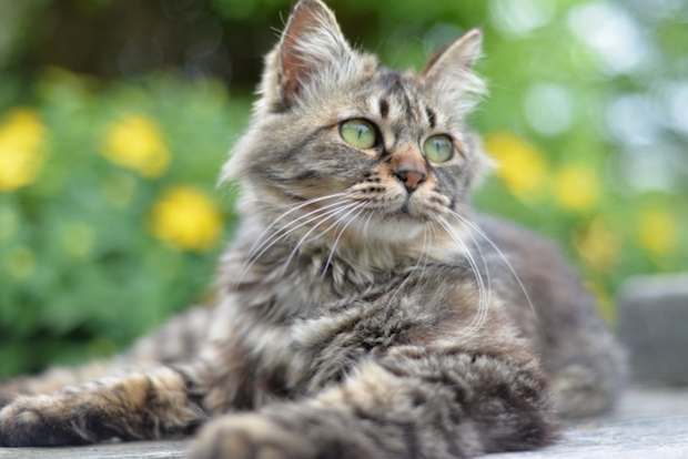 maine_coon