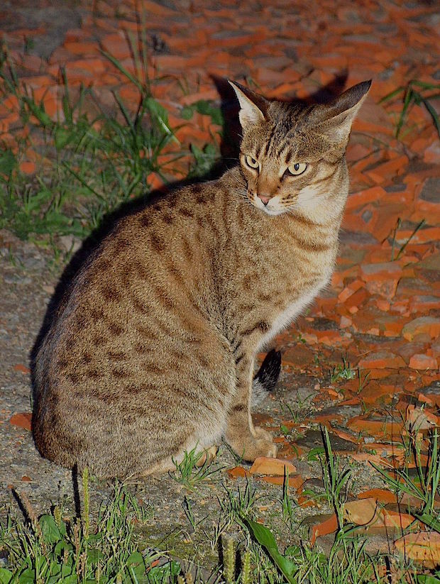 ocicat