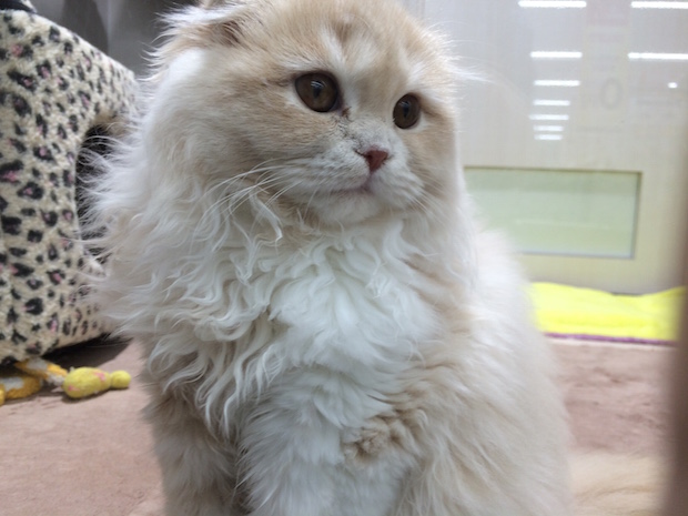 scottish_fold