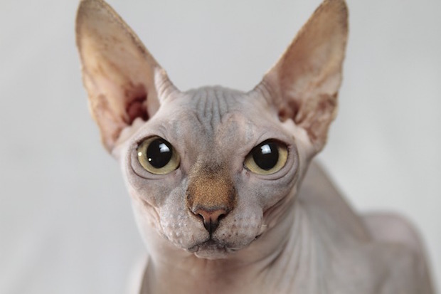 sphynx