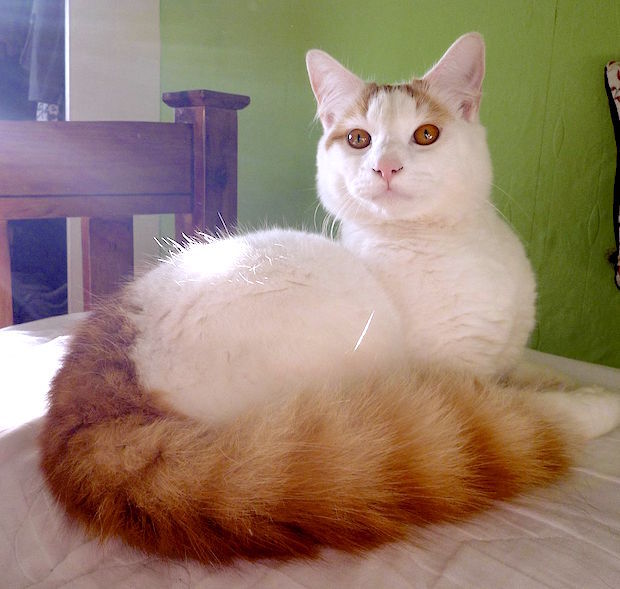 turkish_van