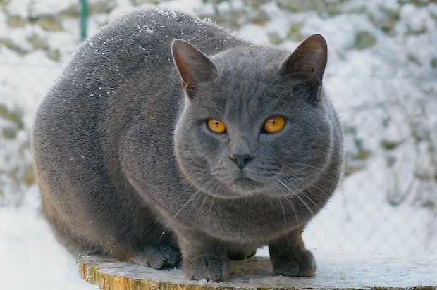 chartreux