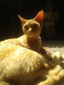 devonrex