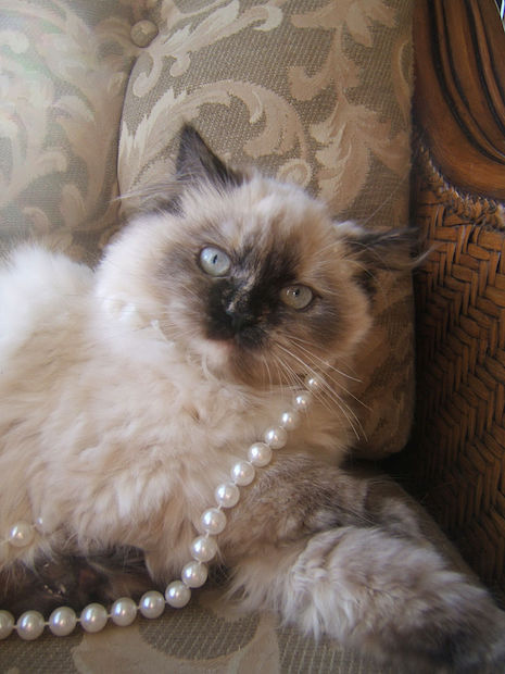 himalayan