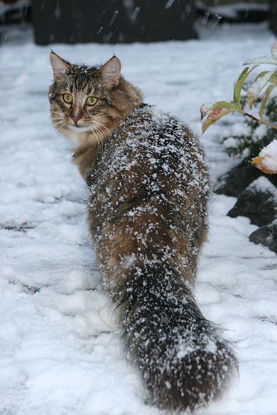 norwegian_in_the_snow