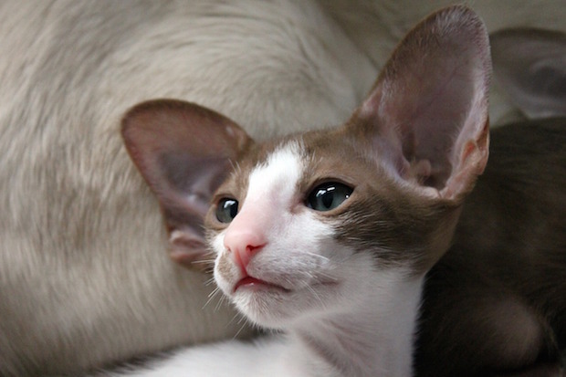 oriental_shorthair