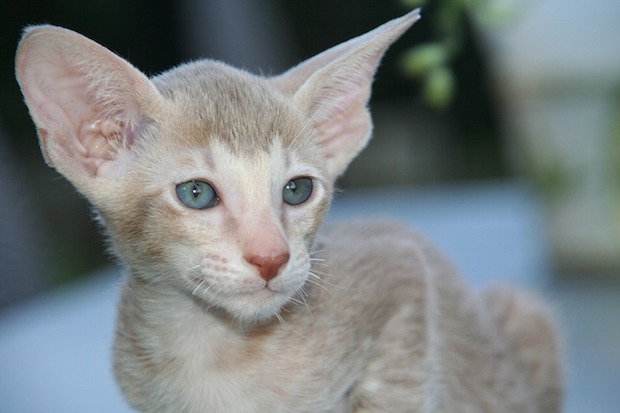 oriental_shorthair2