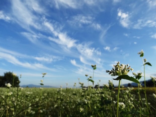 蕎麦の花