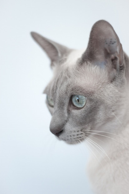 tonkinese