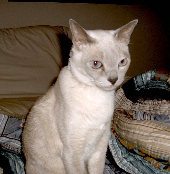 tonkinese2