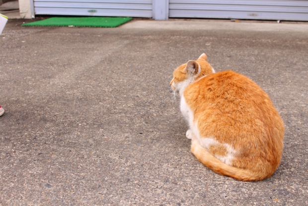 食物アレルギー