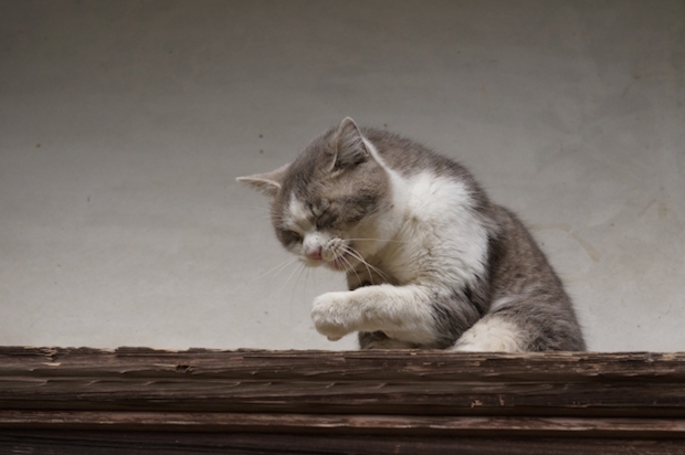 くしゃみをする猫