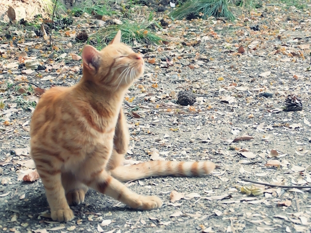 喉を掻いている野良猫