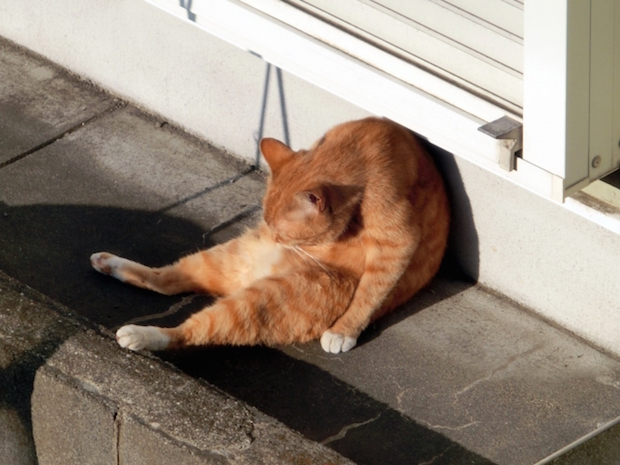 毛づくろい中の猫