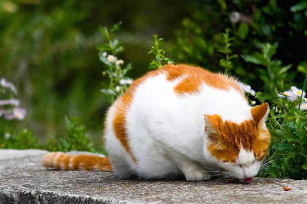 草むらの猫