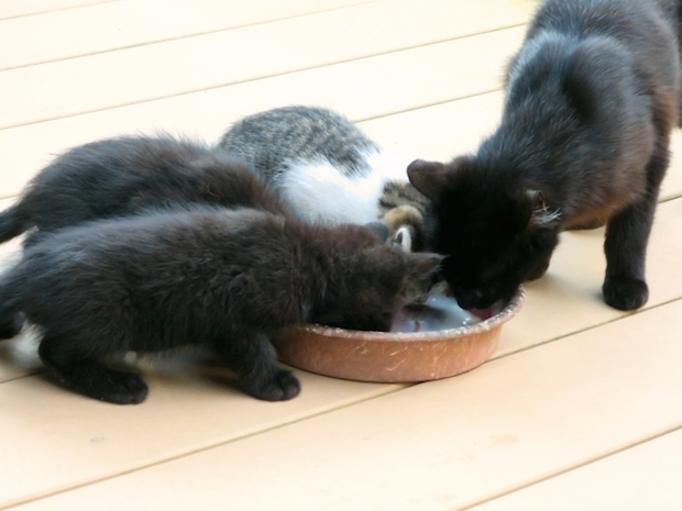 食事中の猫