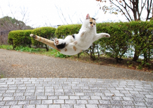 跳ねる三毛猫