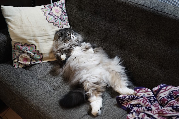 ソファーに倒れこむ猫