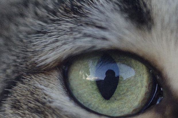 猫の目アップ