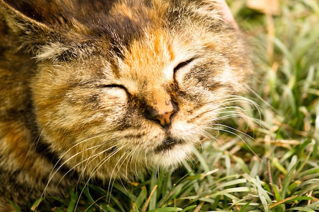 草むらで眠る猫