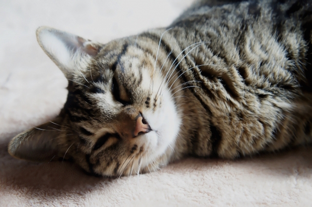 居眠り中の猫