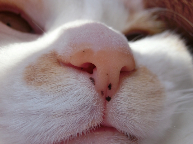 猫の口鼻アップ