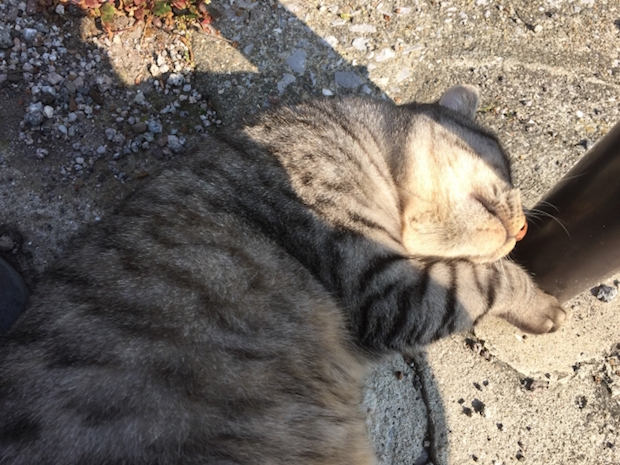 転がる太った猫