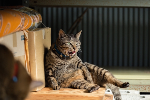 あくびをする猫