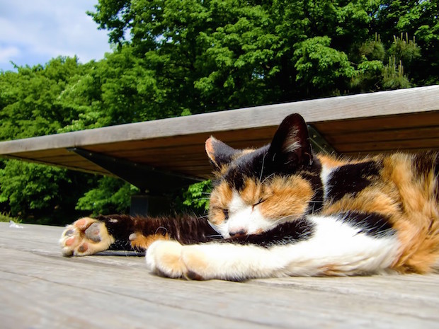 外でくつろぐ猫