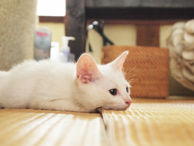 横たわる白猫