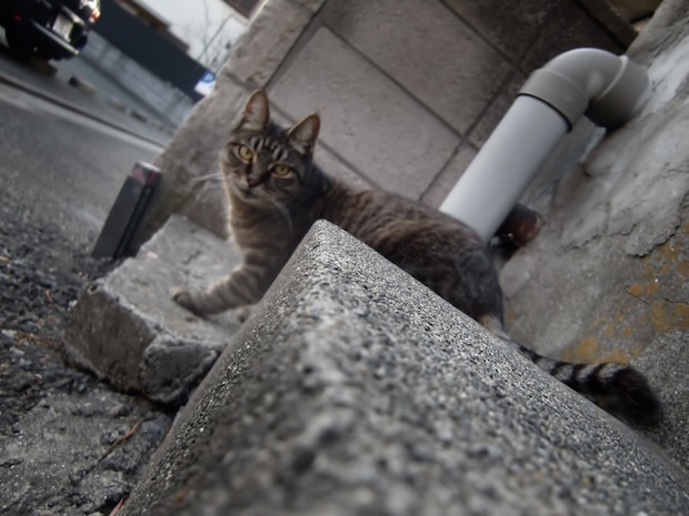 野良猫の様子