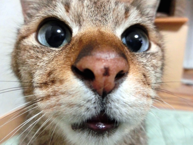 猫の顔を魚眼でアップ