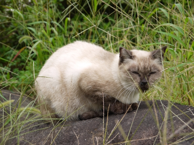 草むらの野良猫