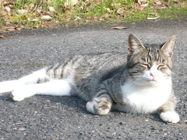 道でひなたぼっこする猫