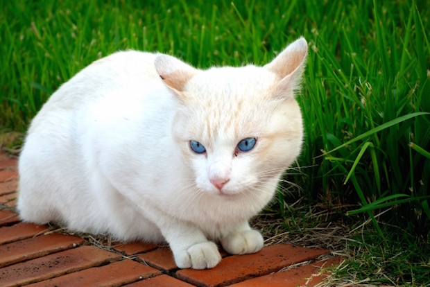 草むらの白猫