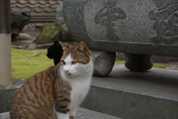 お寺にいる猫