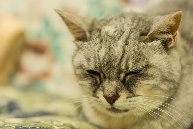 眠っている猫の顔のアップ