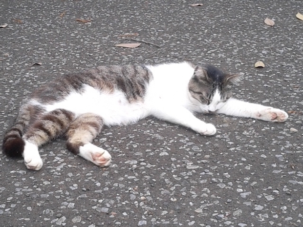 道端で倒れこむ猫