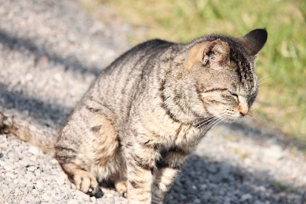 眠そうな猫