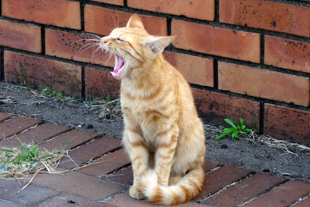 外であくびする猫