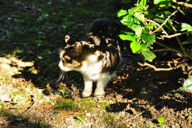 草むらから出てきた猫