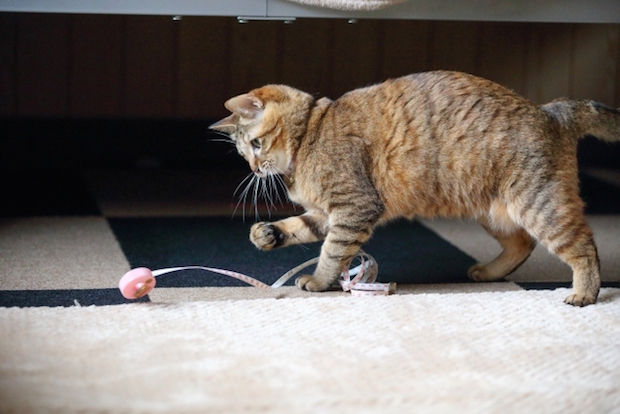 メジャーで遊ぶ猫