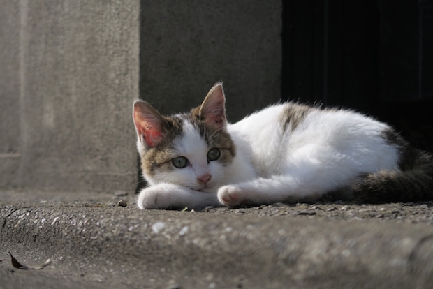 道で寝そべる猫