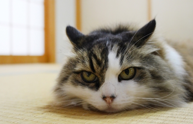 畳から睨んでいる猫