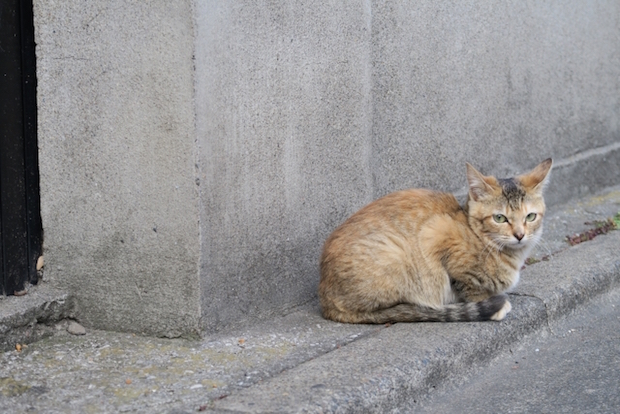 街角に佇む猫